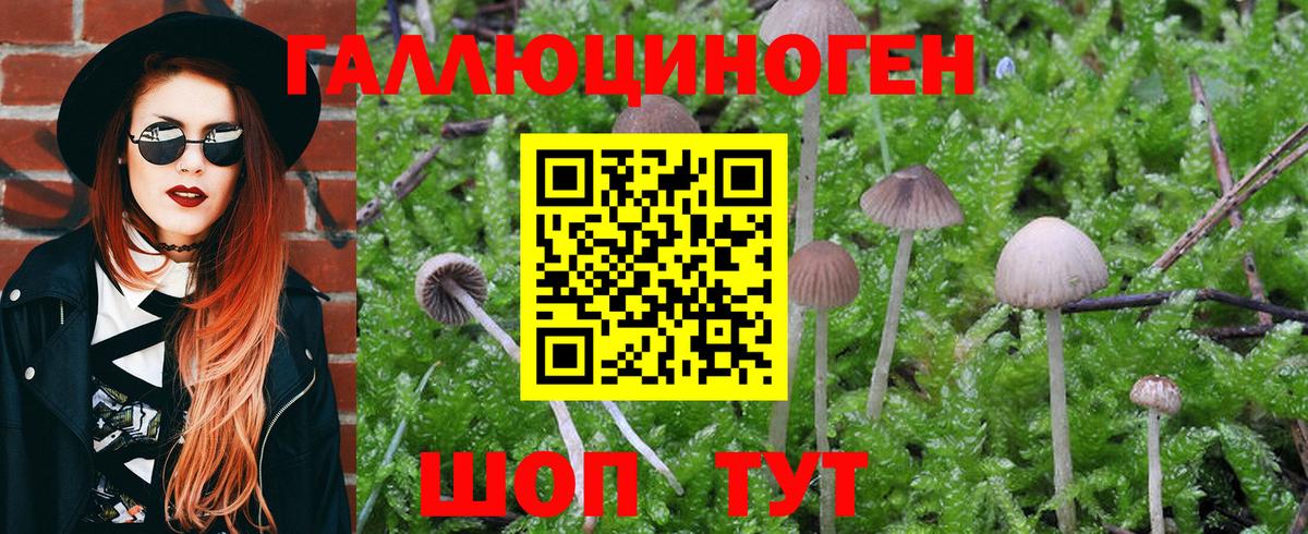 Псилоцибиновые грибы Psilocybe  Вход с VPN  Псилоцибиновые грибы MAGIC MUSHROOMS  Томск 